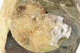 Two Fossil Ammonites (Sphenodiscus & Discoscaphites) - South Dakota #189355-2